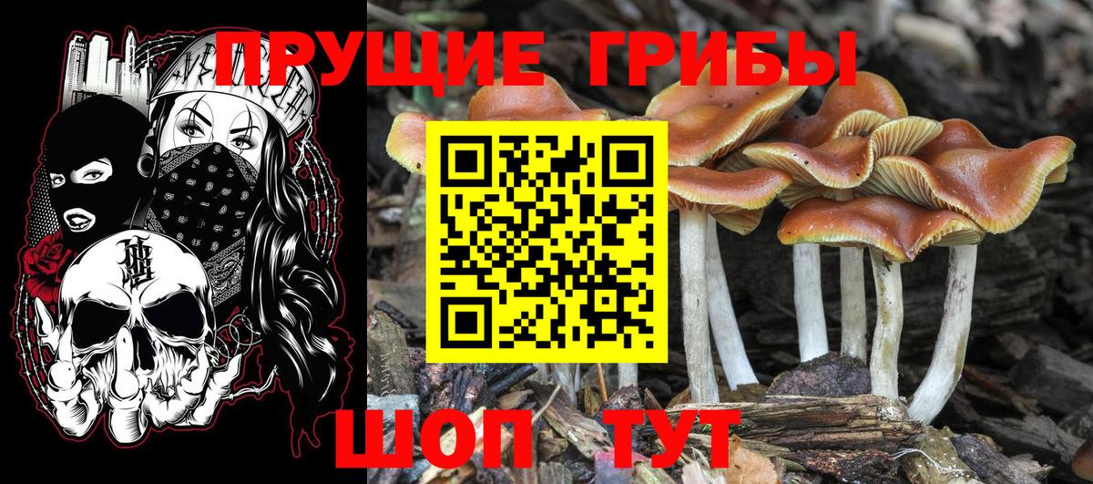 Галлюциногенные грибы Psilocybe Нарьян-Мар